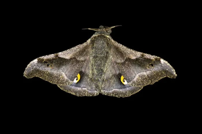 Framed Print : Ludia moth species -Ludia delegorguei-, Oromia Region, Ethiopia Framed Print : Ludia moth species -Ludia delegorguei-, Oromia Region, Ethiopia