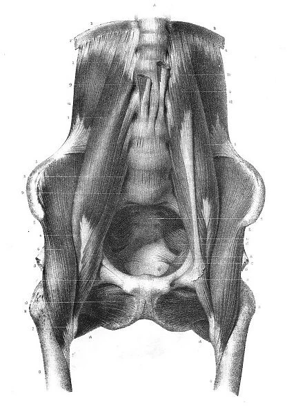 Lumbar region anatomy engraving 1866