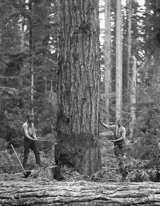 Framed Print : Lumberjacks Standing By Tree Framed Print : Lumberjacks Standing By Tree