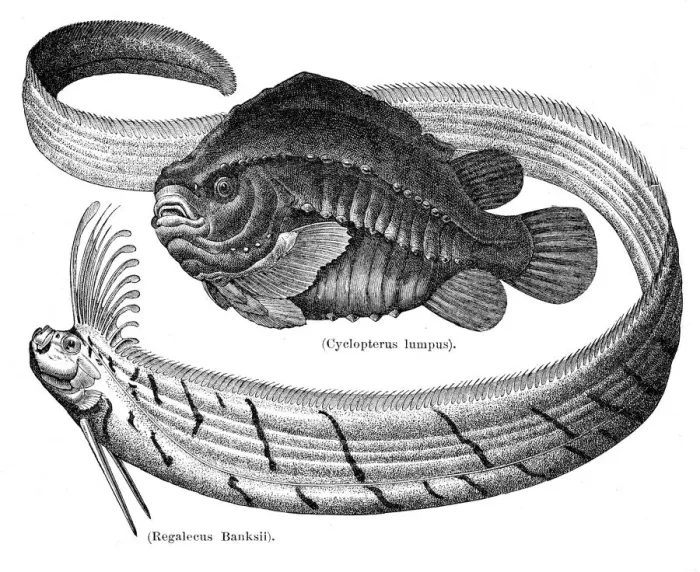 Framed Print : Lumpfish and oarfish engraving 1897 Framed Print : Lumpfish and oarfish engraving 1897
