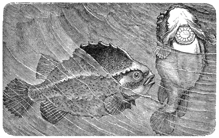 Framed Print : The lumpsucker or lumpfish (Cyclopterus lumpus) Framed Print : The lumpsucker or lumpfish (Cyclopterus lumpus)