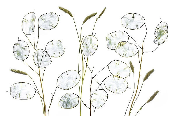 Lunaria seed pods on white