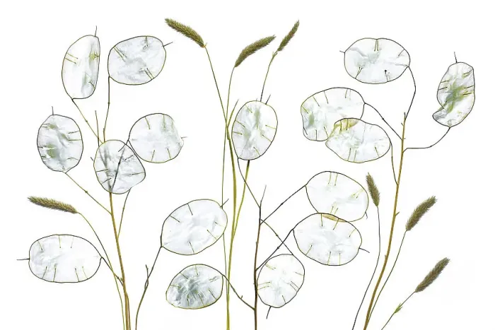 Framed Print : Lunaria seed pods on white Framed Print : Lunaria seed pods on white