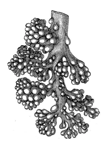 Lung alveoli tree