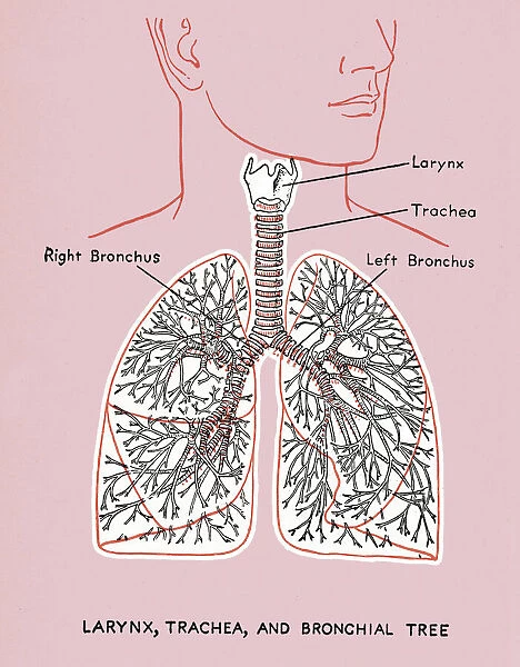 Lung Diagram