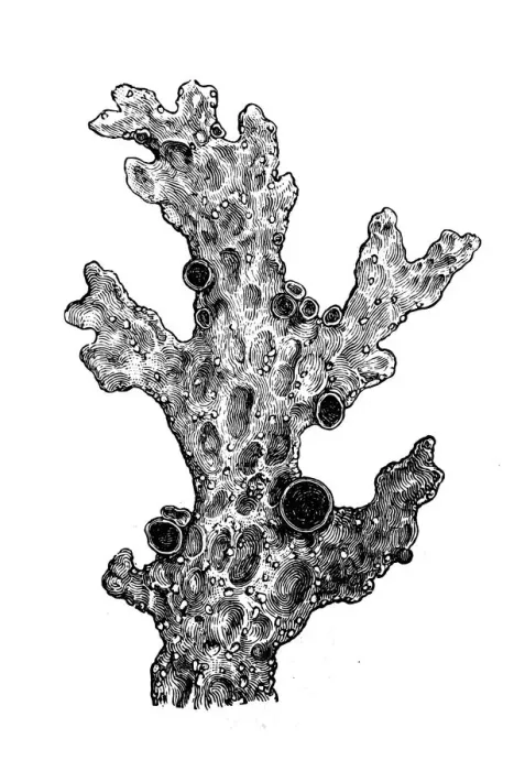 Framed Print : Lung lichen (Sticta pulmonacea) Framed Print : Lung lichen (Sticta pulmonacea)