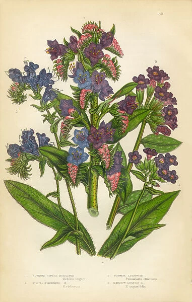 Lungwort, Burgloss, Purple Vipers Bugloss, Pulmonaria, Victorian Botanical Illustration
