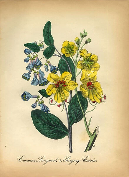Lungwort and Cassia Victorian Botanical Illustration