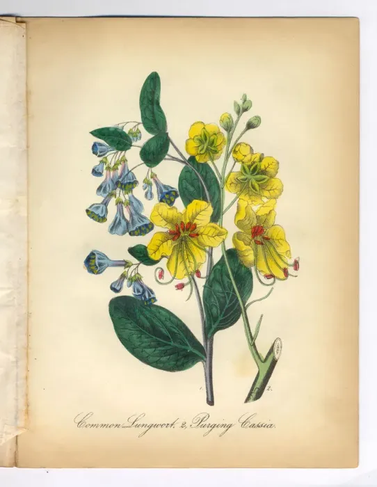 Framed Print : Lungwort and Cassia Victorian Botanical Illustration Framed Print : Lungwort and Cassia Victorian Botanical Illustration