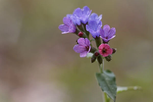 Lungwort, Common Lungwort or Our Ladys Milk Drops -Pulmonaria officinalis-, flowering