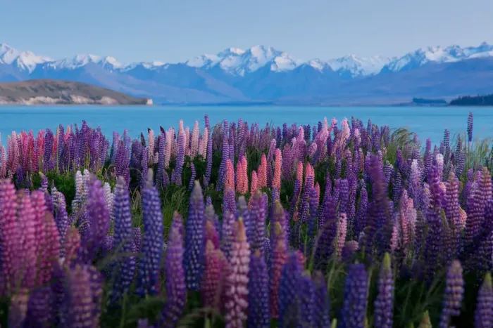 Framed Print : Lupin field in summer season (New Zealand) Framed Print : Lupin field in summer season (New Zealand)
