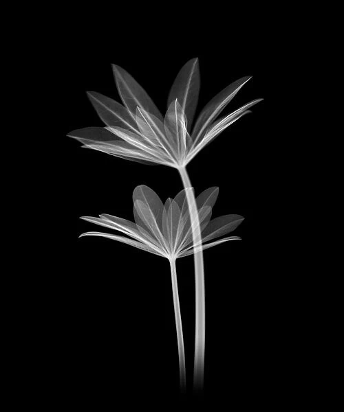 Lupin leaves, X-ray