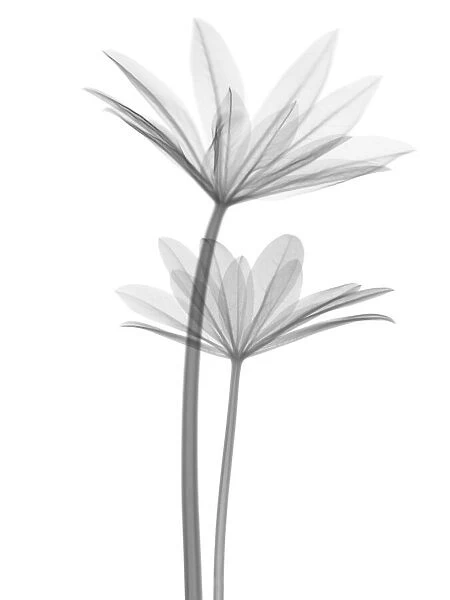 Lupin (Lupinus sp. ) leaves, X-ray