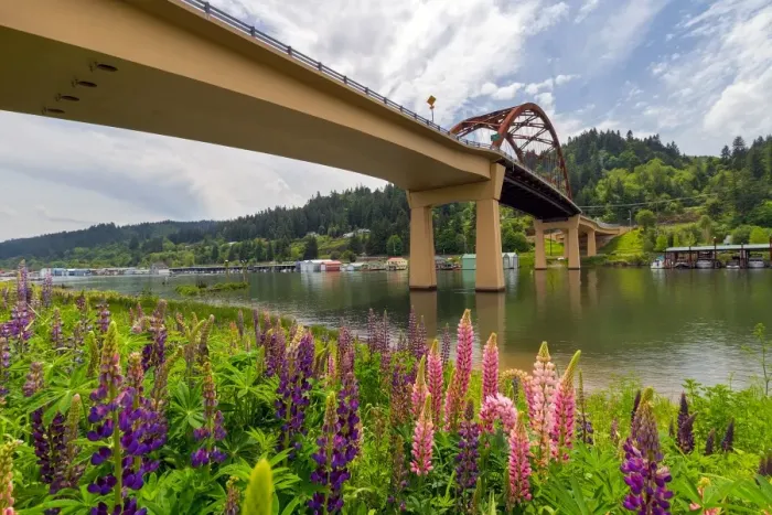 Framed Print : Lupine Bloomingby Sauvie Island Bridge Framed Print : Lupine Bloomingby Sauvie Island Bridge