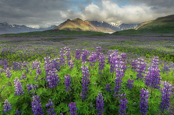 Lupine field in Iceland