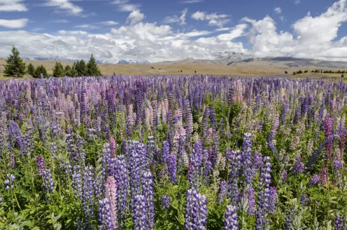 Framed Print : Lupine field, lupines -Lupinus sp. -, Lake Tekapo, Fairlie, South Island, New Zealand Framed Print : Lupine field, lupines -Lupinus sp. -, Lake Tekapo, Fairlie, South Island, New Zealand