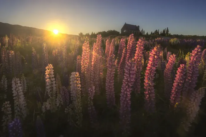 Framed Print : Lupine field in New Zealand Framed Print : Lupine field in New Zealand