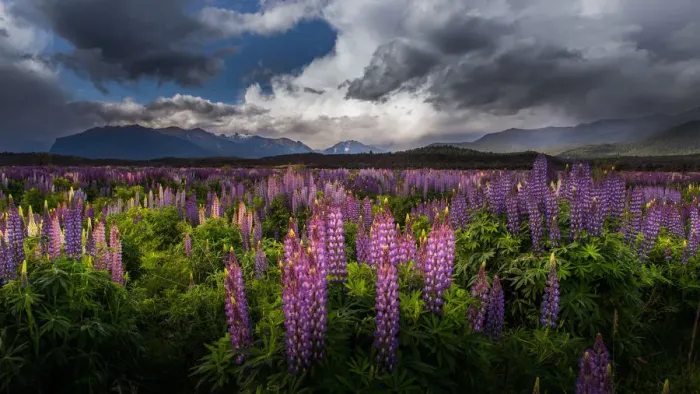 Framed Print : Lupine field in New Zealand Framed Print : Lupine field in New Zealand