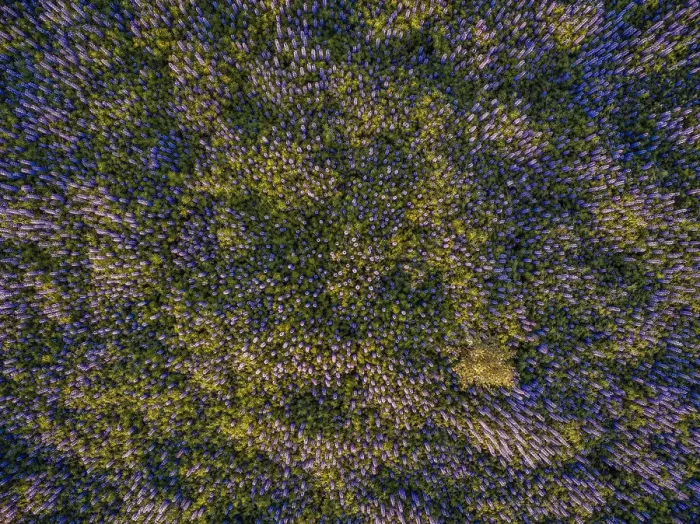 Framed Print : Lupine field seen from above, Reykjavik, Iceland Framed Print : Lupine field seen from above, Reykjavik, Iceland