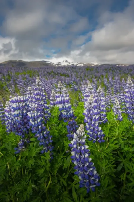 Framed Print : Lupines field in southern Iceland Framed Print : Lupines field in southern Iceland