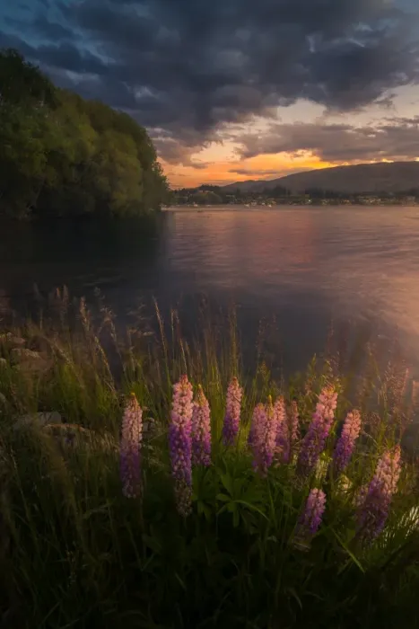Framed Print : Lupines at Lake Wanaka Framed Print : Lupines at Lake Wanaka