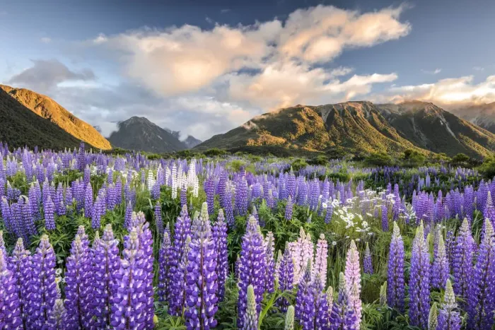 Framed Print : Lupines -Lupinus-, Craigieburn Range, Canterbury, South Island, New Zealand, Oceania - IMPORTANT Non-exclusive usage, retail calendar, Jan 1, 2016 - Dec. 31, 2016, territory Germany, Austria, Switzerland - Framed Print : Lupines -Lupinus-, Craigieburn Range, Canterbury, South Island, New Zealand, Oceania - IMPORTANT Non-exclusive usage, retail calendar, Jan 1, 2016 - Dec. 31, 2016, territory Germany, Austria, Switzerland -