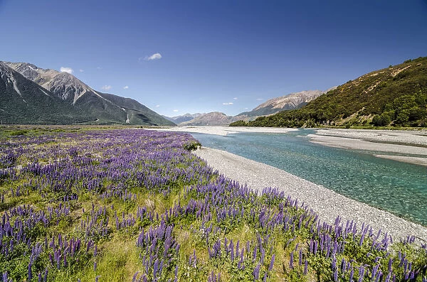 Lupines -Lupinus- on the Waimakariri River, Craigieburn Range, Canterbury, South Island, New Zealand, Oceania