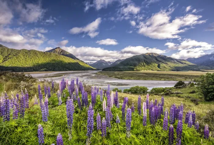 Framed Print : Lupines -Lupinus- on the Waimakariri River, Craigieburn Range, Canterbury, South Island, New Zealand, Oceania Framed Print : Lupines -Lupinus- on the Waimakariri River, Craigieburn Range, Canterbury, South Island, New Zealand, Oceania
