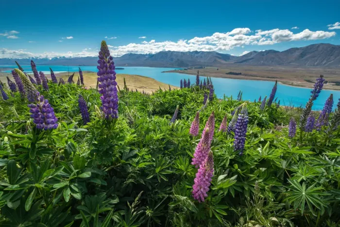 Framed Print : Lupines at Mount John observatory, New Zealand