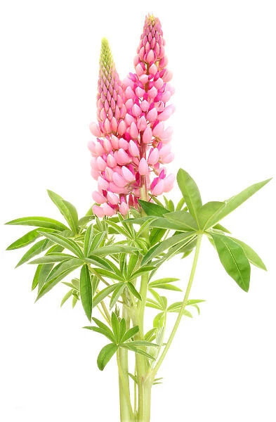 Lupins. Pink lupins