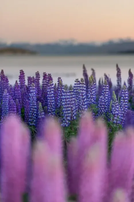 Framed Print : Lupins bloom at Lake Tekapo Framed Print : Lupins bloom at Lake Tekapo