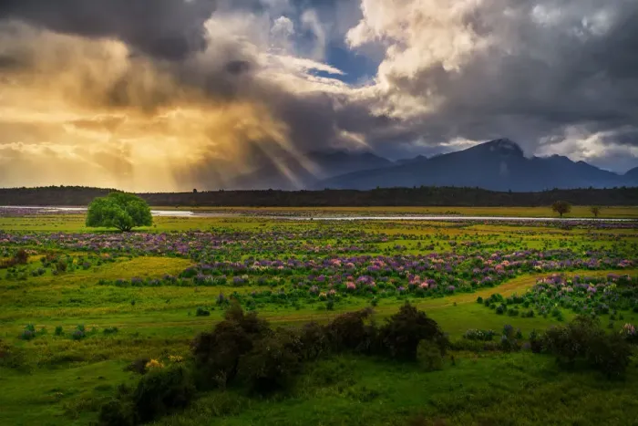 Framed Print : Lupins field in New Zealand Framed Print : Lupins field in New Zealand