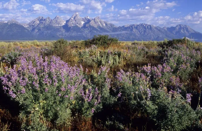 Framed Print : Lupins in front of the Grand Teton Mountains, United States Framed Print : Lupins in front of the Grand Teton Mountains, United States