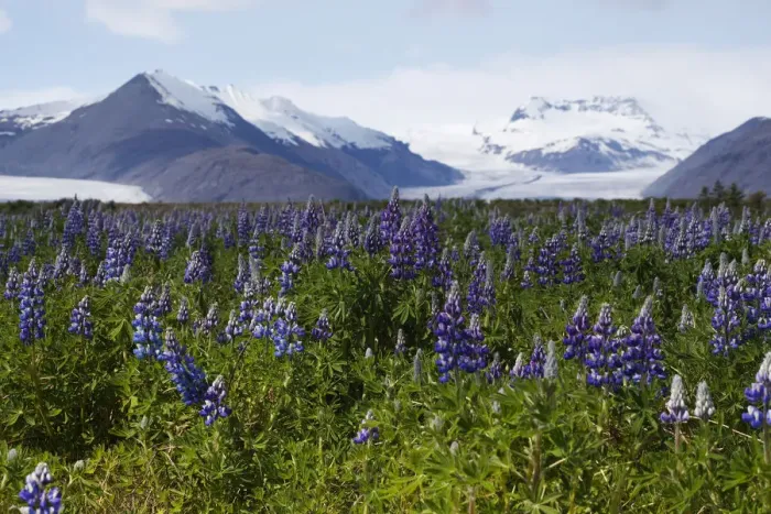 Framed Print : Lupins growing in front of the Vatnajoekull or Vatna Gladier, Hoefn, eastern Iceland, Iceland, Europe Framed Print : Lupins growing in front of the Vatnajoekull or Vatna Gladier, Hoefn, eastern Iceland, Iceland, Europe