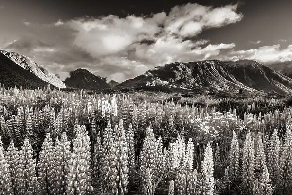 Lupins -Lupinus- at Arthurs Pass, black and white with a sepia tint, South Island, New Zealand, Oceania
