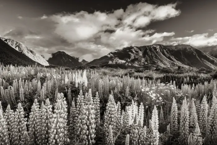 Framed Print : Lupins -Lupinus- at Arthurs Pass, black and white with a sepia tint, South Island, New Zealand, Oceania Framed Print : Lupins -Lupinus- at Arthurs Pass, black and white with a sepia tint, South Island, New Zealand, Oceania