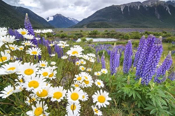 Lupins -Lupinus sp. - and Daisies -Leucanthemum sp. -, in front of a mountain range at Arthurs Pass, South Island, New Zealand
