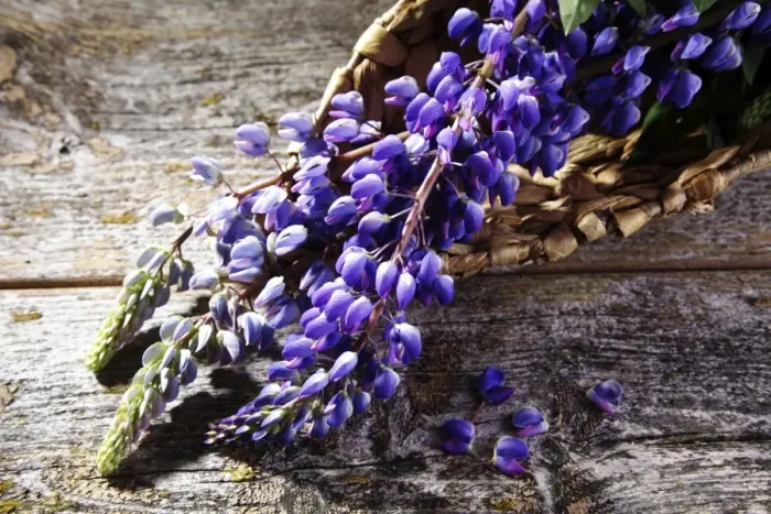 Framed Print : Lupins -Lupinus sp. -, in a woven basket on a wooden surface Framed Print : Lupins -Lupinus sp. -, in a woven basket on a wooden surface