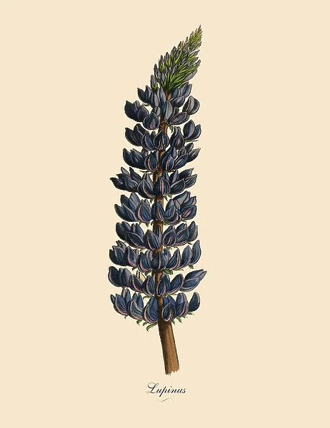 Lupinus or Lupine Plant, Victorian Botanical Illustration