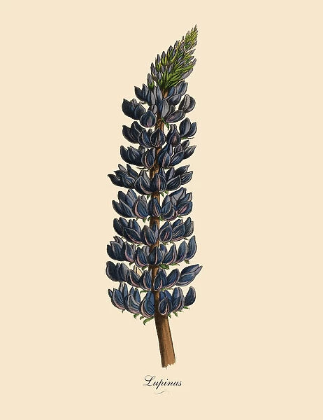 Lupinus or Lupine Plant, Victorian Botanical Illustratio
