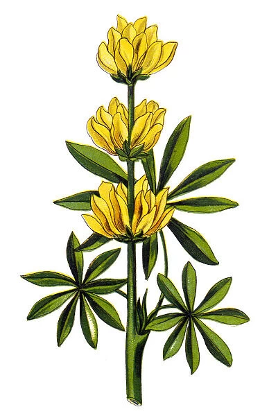 Lupinus luteus is known as annual yellow-lupin, European yellow lupin or yellow lupin