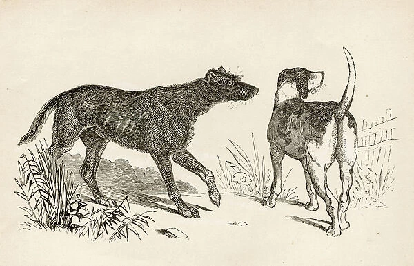Lurcher and Foxhound dogs engraving 1851