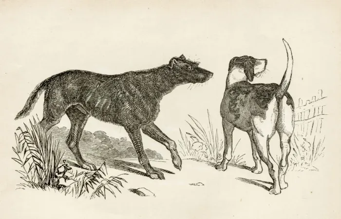 Framed Print : Lurcher and Foxhound dogs engraving 1851 Framed Print : Lurcher and Foxhound dogs engraving 1851