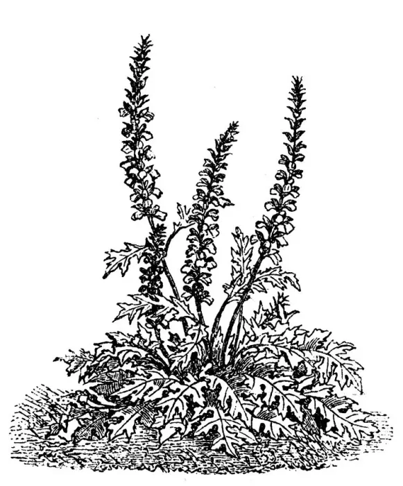 Framed Print : Lush acanthus mollis bears breeches Framed Print : Lush acanthus mollis bears breeches