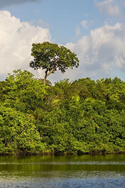 Lush foliage on riverbank of Amazon River near Manaus, Brazil