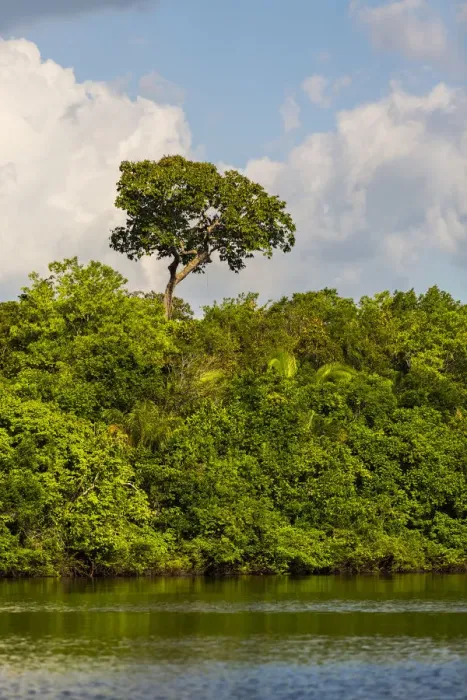Framed Print : Lush foliage on riverbank of Amazon River near Manaus, Brazil