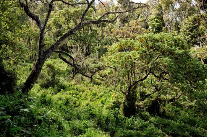 Framed Print : Lush montane rainforest, Kilimanjaro National Park