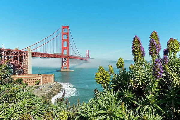 Lush vegetation in front of the Golden Gate Bridge, San Francisco, California