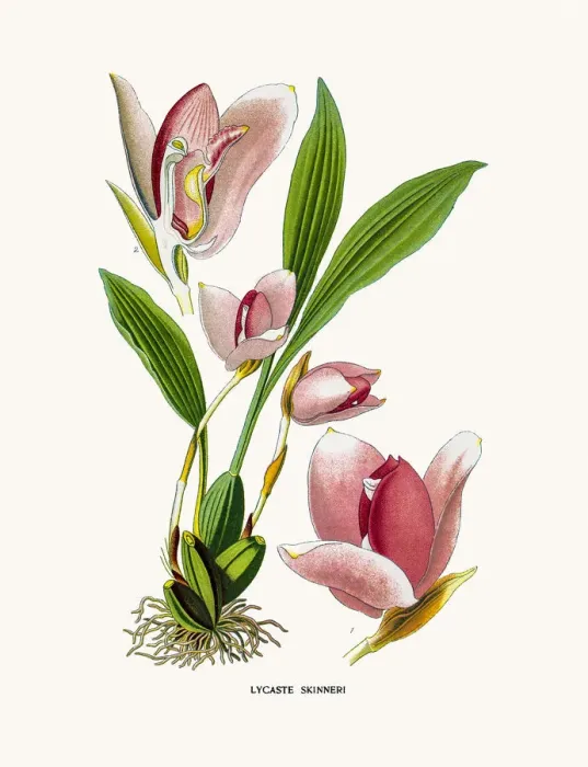 Framed Print : Lycaste Orchid Framed Print : Lycaste Orchid