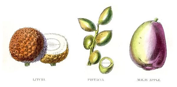 Lychee Pistachio fruit engraving 1857